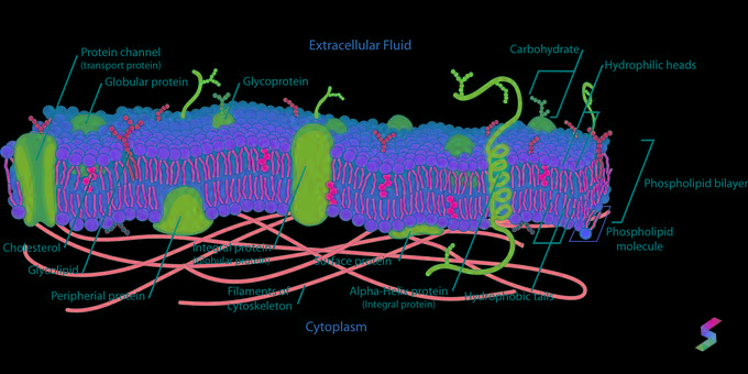 define-membrane-membrane-meaning-membrane-examples-membrane-synonyms