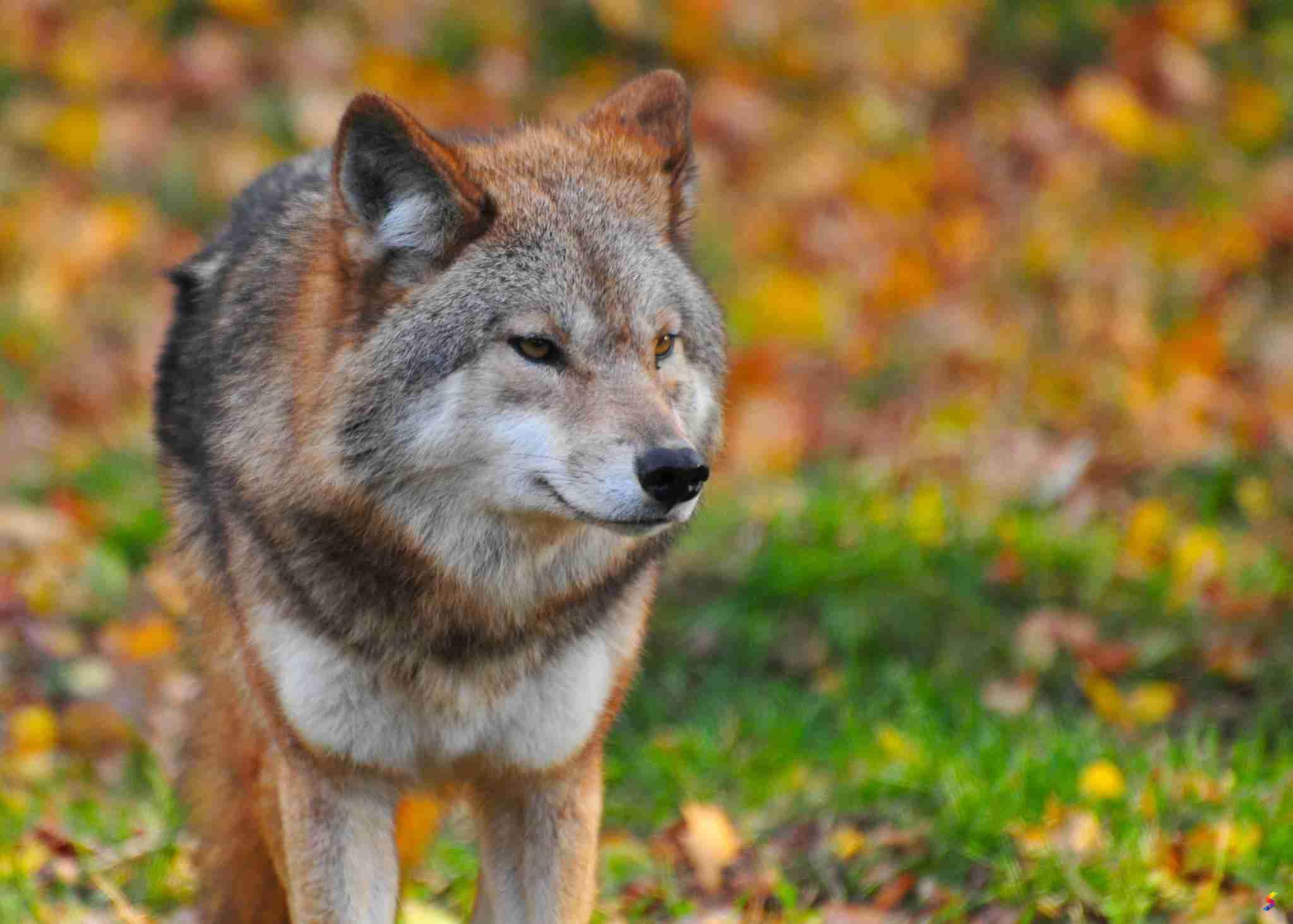 Define Wolf, Wolf Meaning, Wolf Examples, Wolf Synonyms, Wolf Images