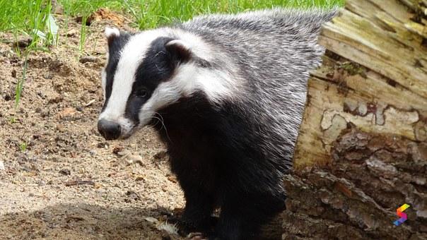 badger a witness synonym