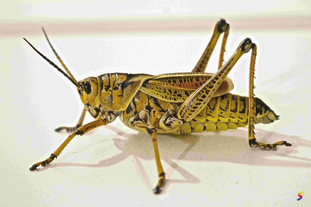 Define Insect, Insect Meaning, Insect Examples, Insect Synonyms, Insect ...