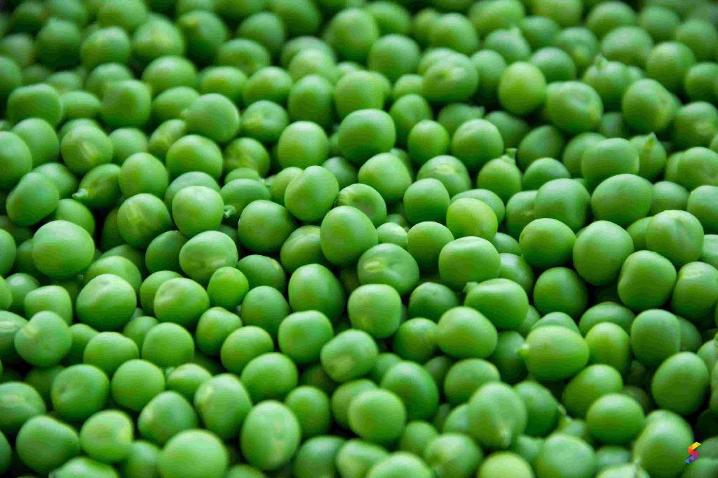 define-pea-pea-meaning-pea-examples-pea-synonyms-pea-images-pea