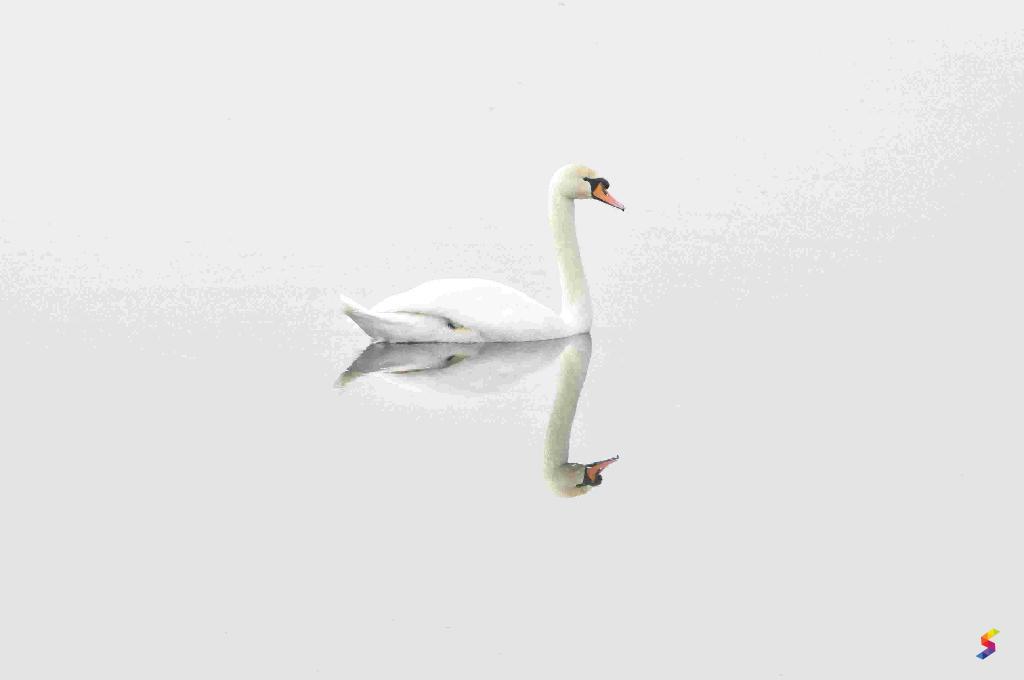 Define Swan, Swan Meaning, Swan Examples, Swan Synonyms, Swan Images