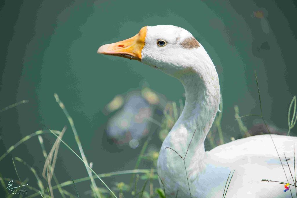 Wild Goose Chase Meaning, Examples, Synonyms