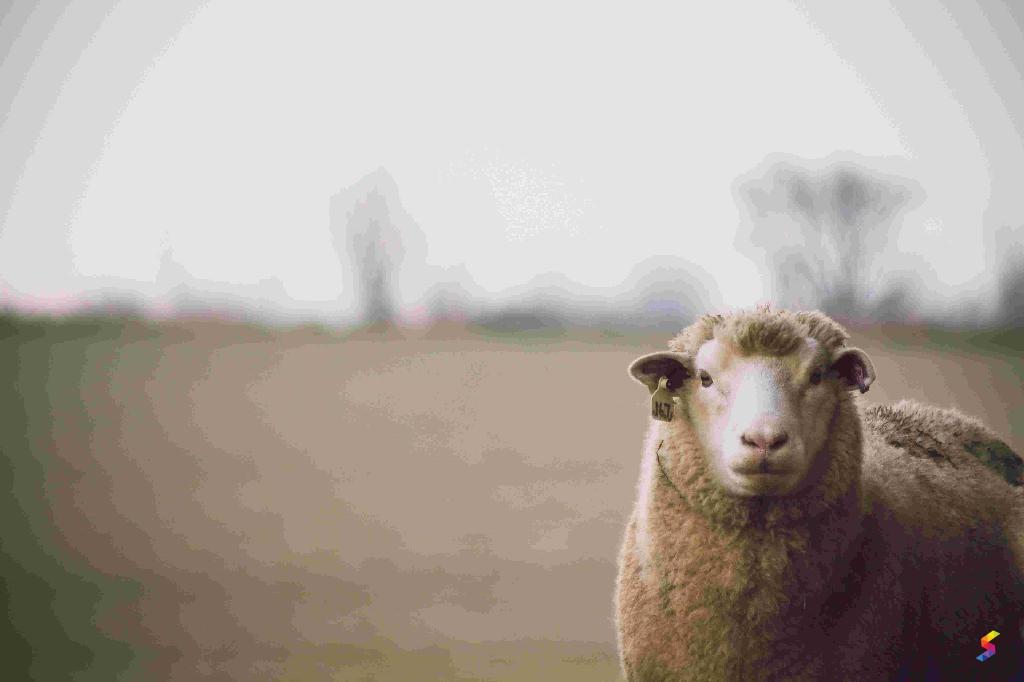 Define Sheep, Sheep Meaning, Sheep Examples, Sheep Synonyms, Sheep