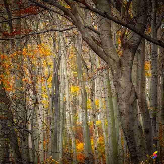 Define Deciduous Deciduous Meaning Deciduous Examples Deciduous 