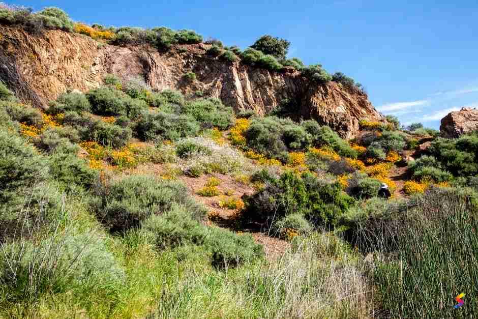 Burning Bush Meaning In Spanish