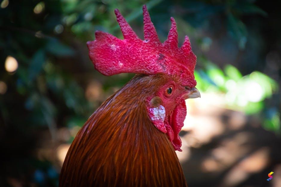 Define Rooster, Rooster Meaning, Rooster Examples, Rooster Synonyms ...