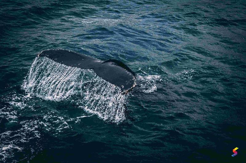 Define Whale, Whale Meaning, Whale Examples, Whale Synonyms, Whale