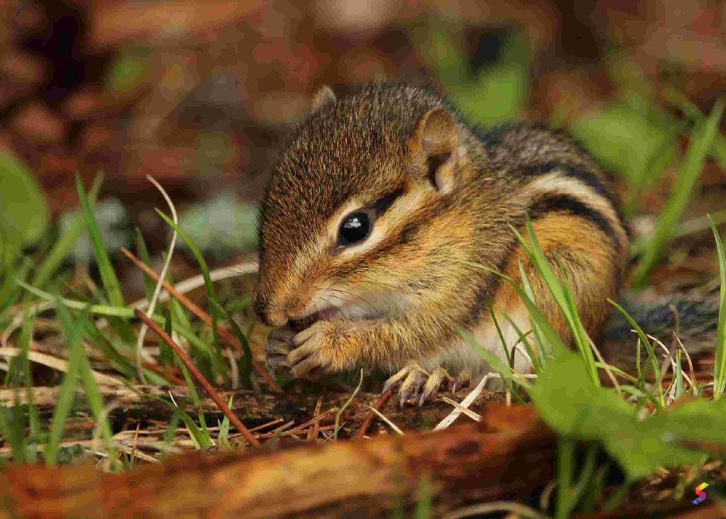 Define Nibble, Nibble Meaning, Nibble Examples, Nibble Synonyms, Nibble ...