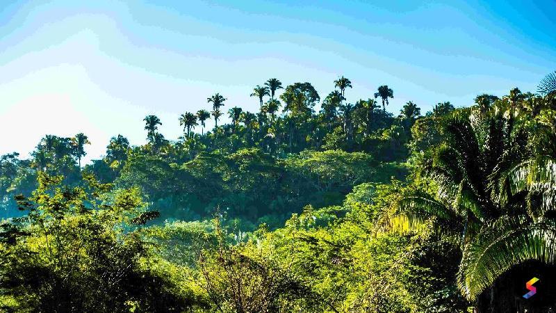 Define Jungle, Jungle Meaning, Jungle Examples, Jungle Synonyms, Jungle ...