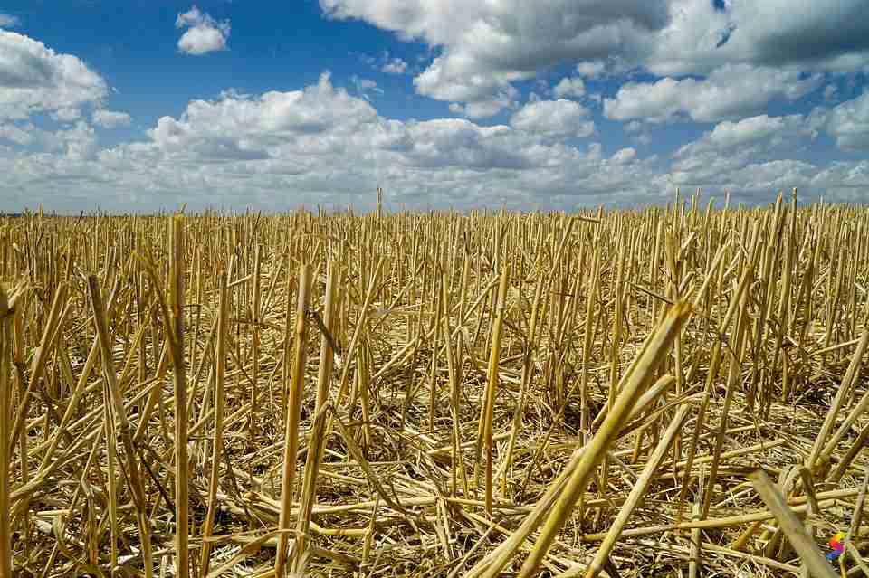 Stubble Examples Define Stubble, Stubble Meaning, Stubble Examples, Stubble Synonyms ...