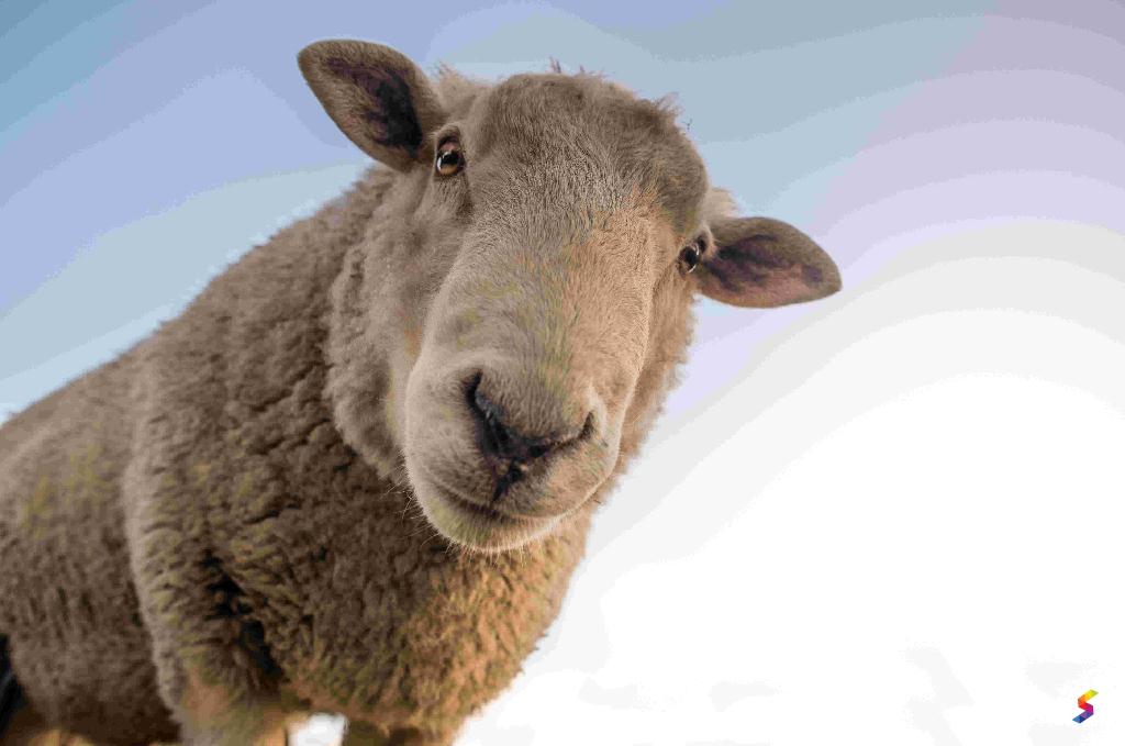 define-sheep-sheep-meaning-sheep-examples-sheep-synonyms-sheep