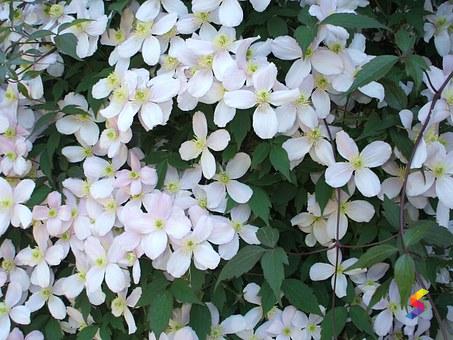 Profusion Definition