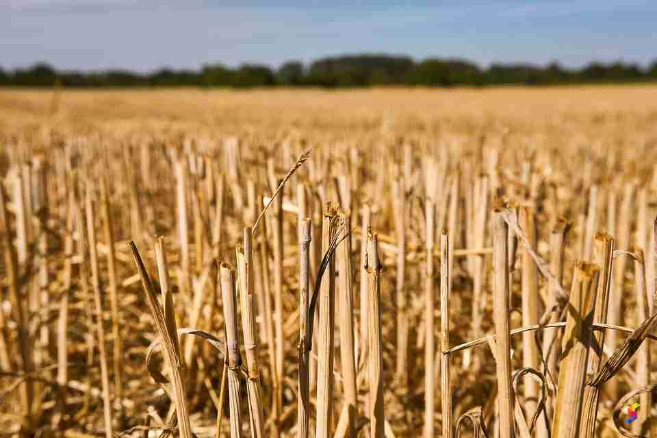 Stubble Examples Define Stubble, Stubble Meaning, Stubble Examples, Stubble Synonyms ...