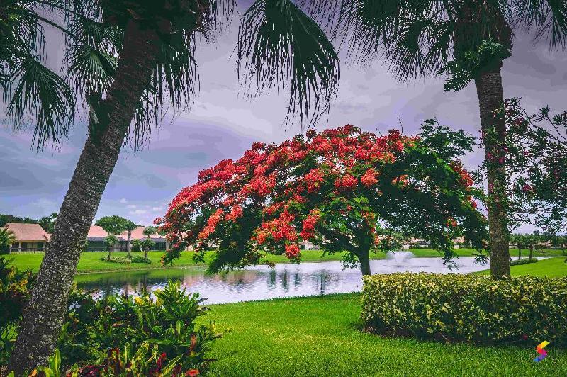 Lush Greenery Synonyms