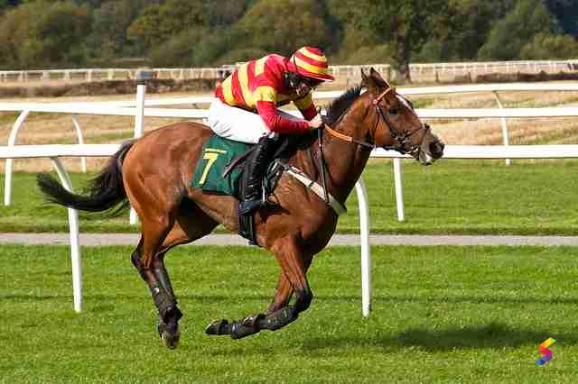 define-jockey-jockey-meaning-jockey-examples-jockey-synonyms-jockey