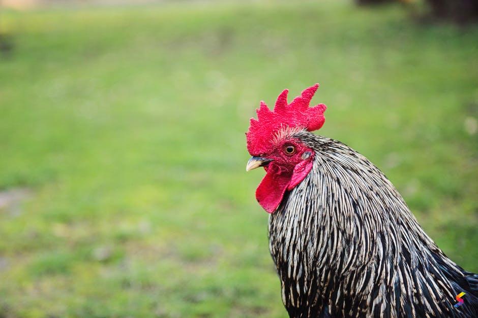 Define Rooster, Rooster Meaning, Rooster Examples, Rooster Synonyms ...