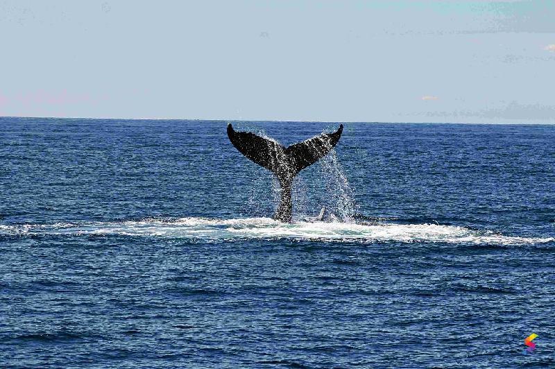 Define Whale, Whale Meaning, Whale Examples, Whale Synonyms, Whale