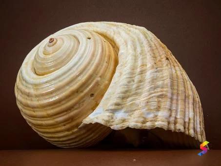 Define Shell, Shell Meaning, Shell Examples, Shell Synonyms, Shell ...