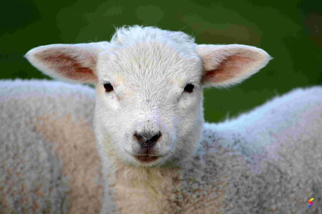 Define Sheep, Sheep Meaning, Sheep Examples, Sheep Synonyms, Sheep
