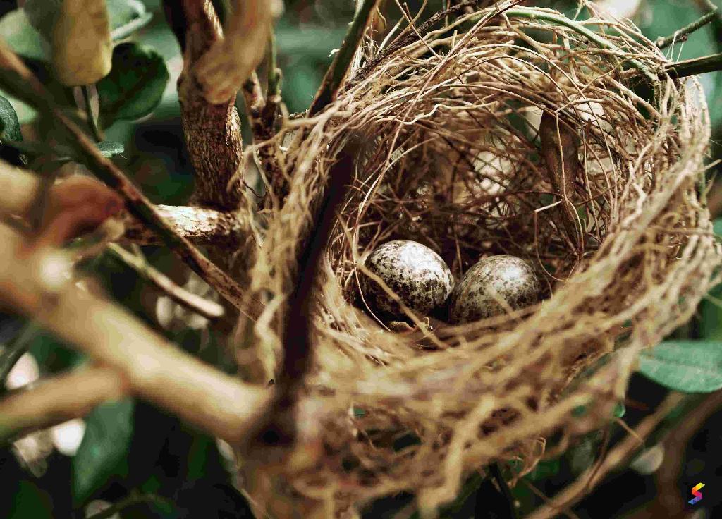 Define Nest, Nest Meaning, Nest Examples, Nest Synonyms, Nest Images