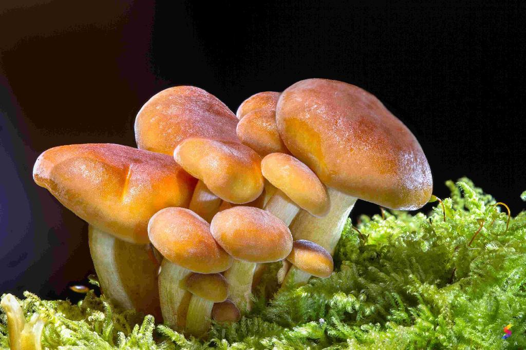 Define Mushroom, Mushroom Meaning, Mushroom Examples, Mushroom Synonyms
