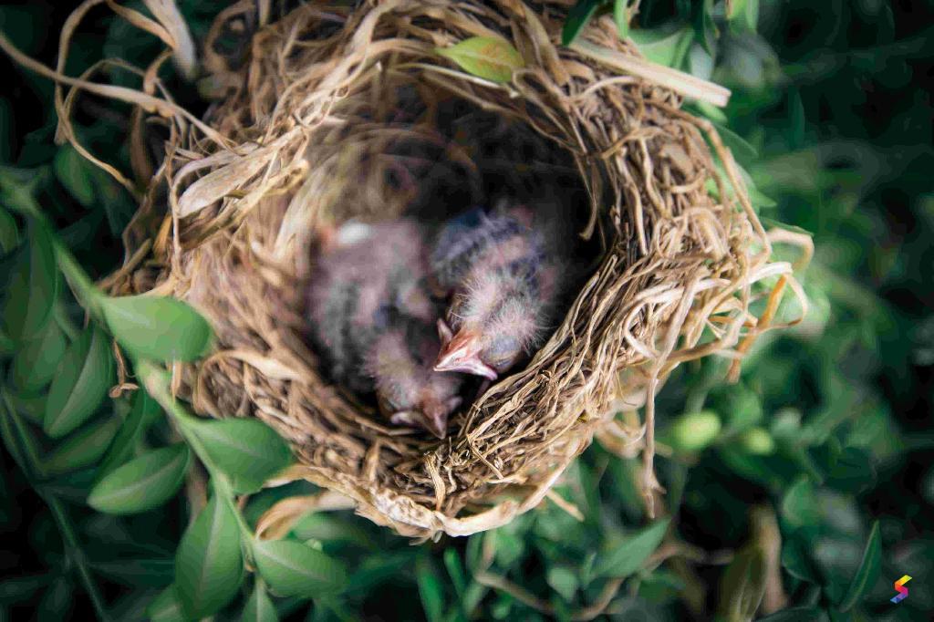 define-nest-nest-meaning-nest-examples-nest-synonyms-nest-images-nest-vernacular-nest