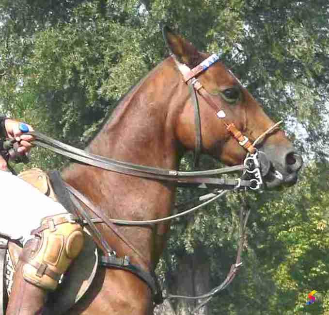 Define Rein, Rein Meaning, Rein Examples, Rein Synonyms, Rein Images