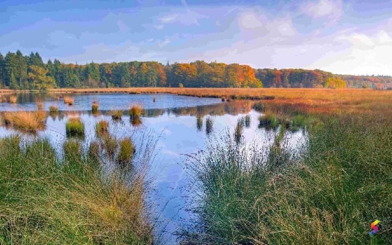 Define Marsh Define Marsh, Marsh Meaning, Marsh Examples, Marsh Synonyms, Marsh ...