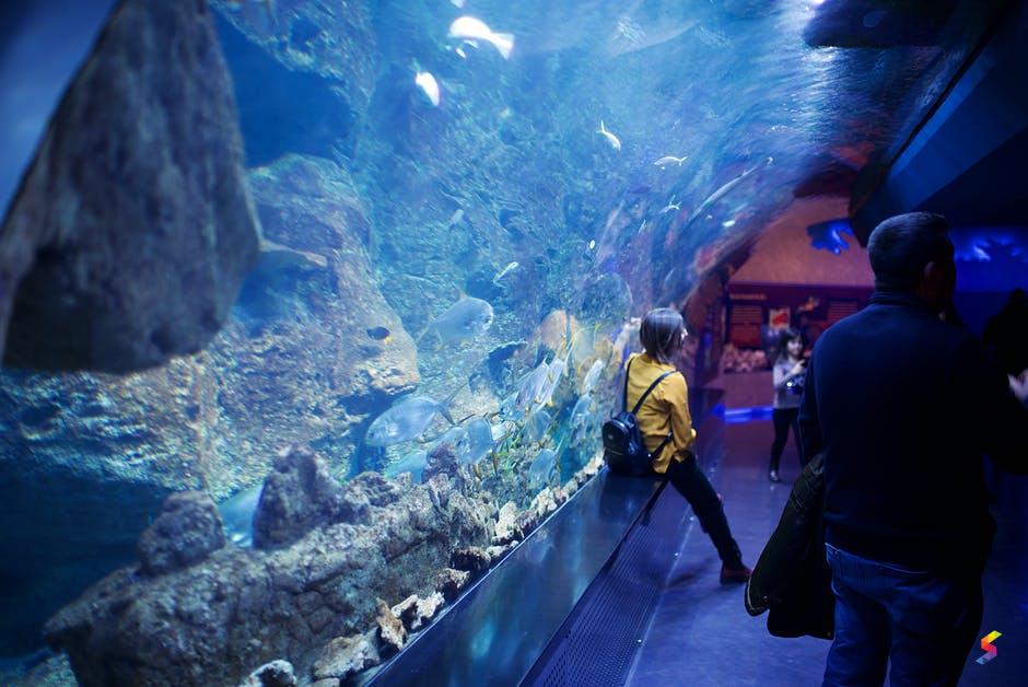 Define Aquarium, Aquarium Meaning, Aquarium Examples, Aquarium Synonyms