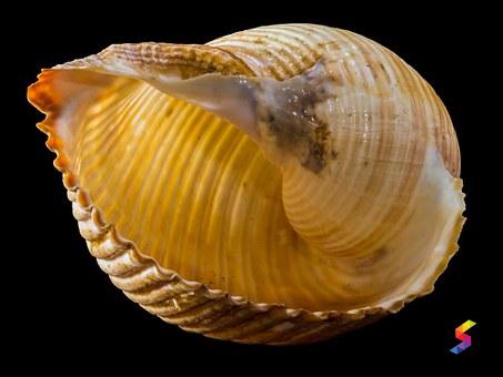 Define Shell, Shell Meaning, Shell Examples, Shell Synonyms, Shell ...