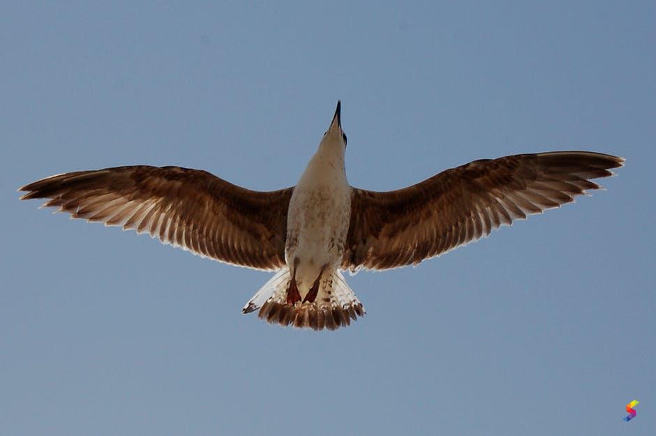 define-soar-soar-meaning-soar-examples-soar-synonyms-soar-images-soar-vernacular-soar