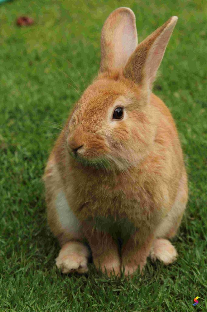 Define rabbit rabbit meaning rabbit examples rabbit synonyms rabbit