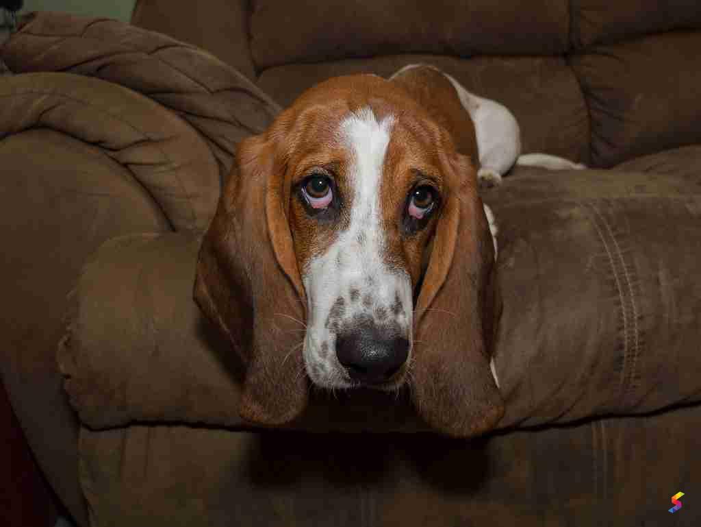 Define Pathetic, Pathetic Meaning, Pathetic Examples, Pathetic Synonyms ...