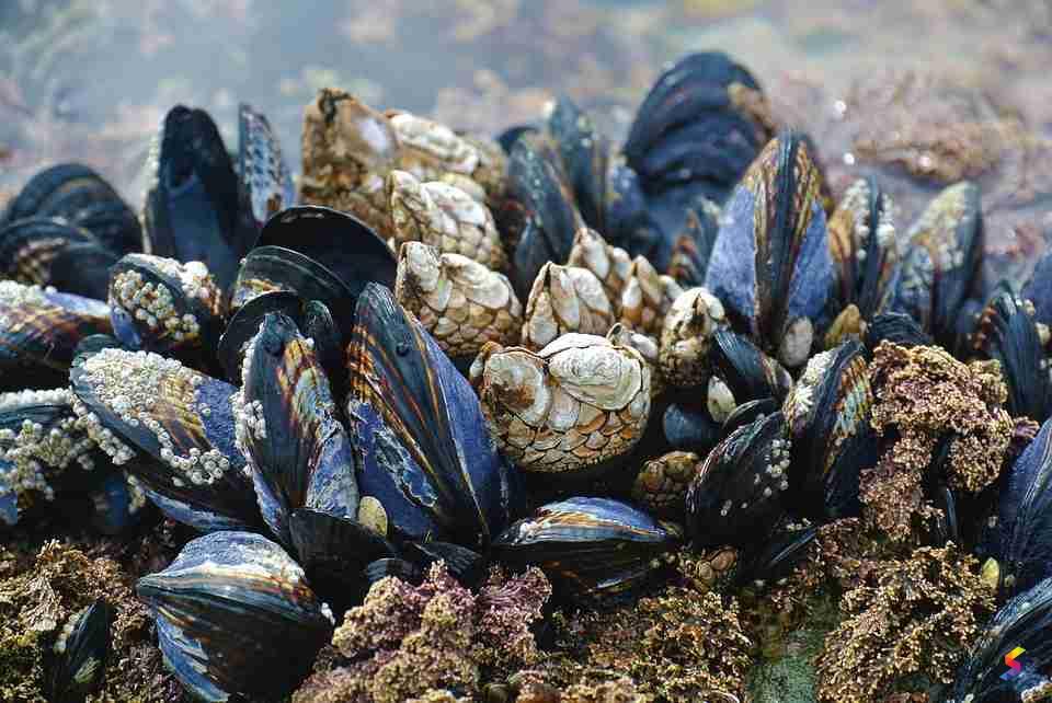 Define Mussel, Mussel Meaning, Mussel Examples, Mussel Synonyms, Mussel